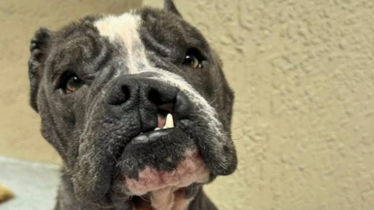 Unwanted Dog Finds a Family Who Sees His True Beauty