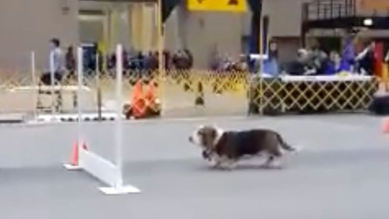 Basset Hound tackles agility course