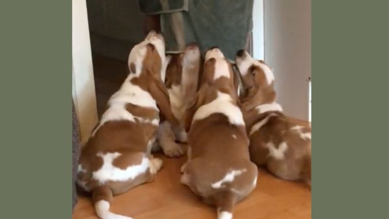 basset hound puppies tug on towel