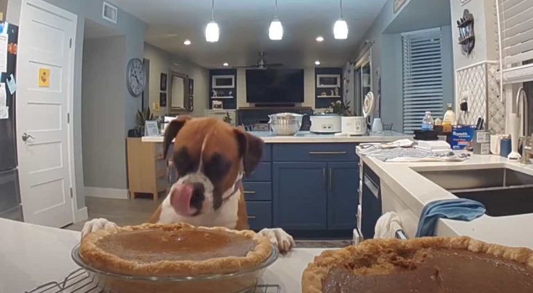 Ring Camera Catches Naughty Boxer Dog Giving Freshly Baked Pumpkin Pie a Taste Test