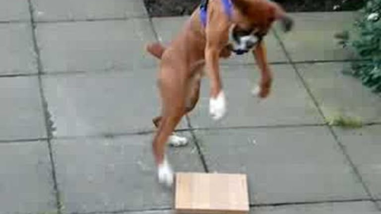 Boxer Hilariously Defends Family From ‘Dangerous’ Piece of Wood