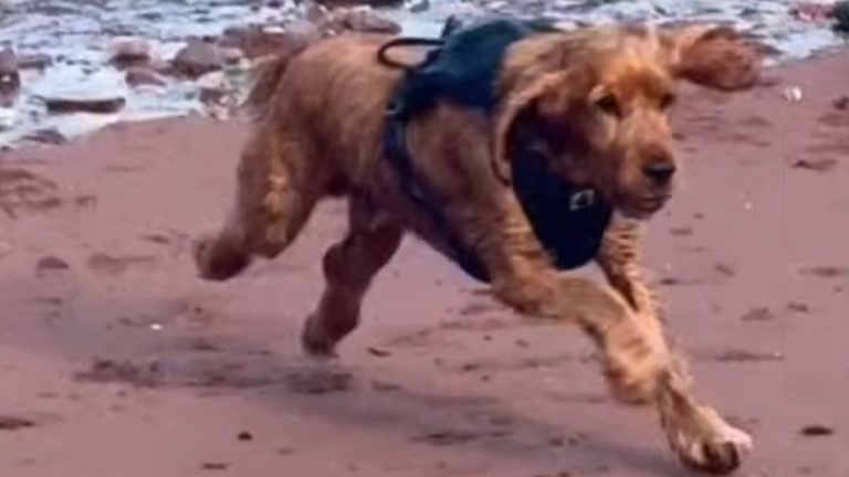 Rescue Dog Who Spent His Life in a Cage Sees the Ocean — His Reaction is Pure Joy