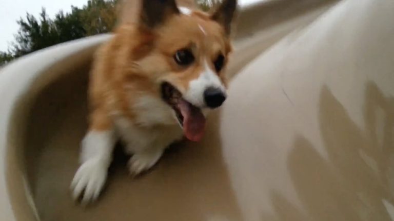 Buddy the corgi
