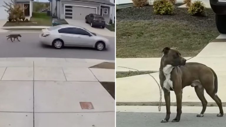 Nashville Couple Saves Dog Seen Being Pulled Behind a Car by a Chain