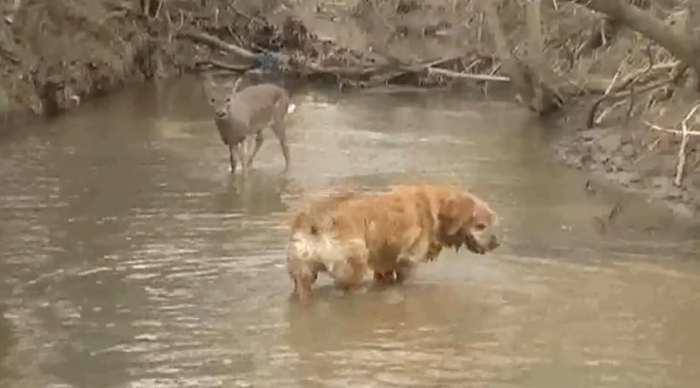 Orphaned Deer And Dog Form The Sweetest Friendship