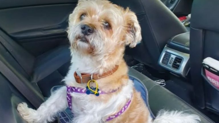 Dog Lost 49 Days in Australian Scrubland Miraculously Reunited With Family