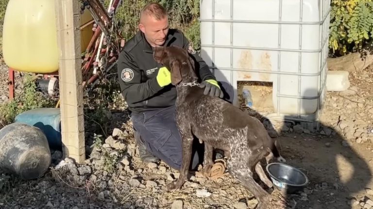 Dog Suffered At End of a Chain Until Someone Finally Called For Help