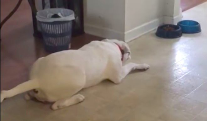 dog upset he getting no gravy