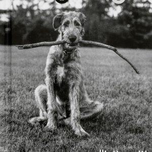 DogDogs