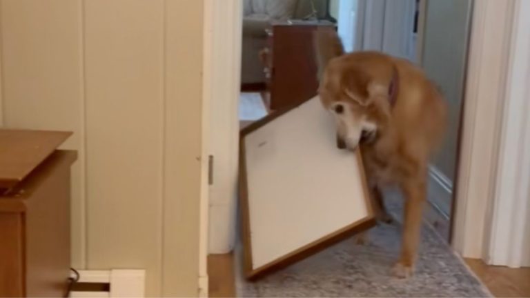 Funny Dog Won’t Bring Toys to Bed — He Brings Home Décor Instead