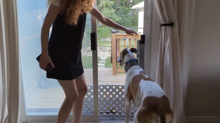 Adopted Greyhound Celebrates His First Backyard Ever With Crazy Zoomies