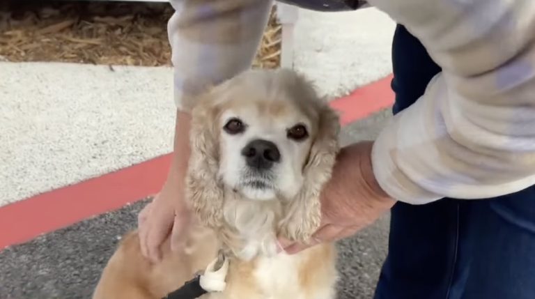 homeless man reunites with dog