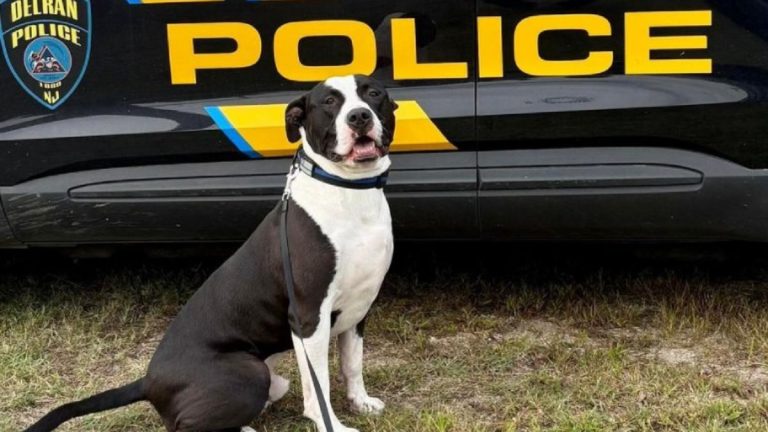 Death Row Pit Bull Becomes K9 Rockstar, Smashing Stereotypes
