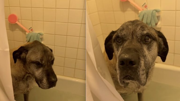 English Mastiff Hilariously Claims the Bathtub the Moment Mom Walks Away