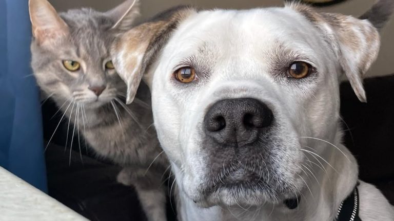 Cat Is So Obsessed With Dog He Watches Him Sleep