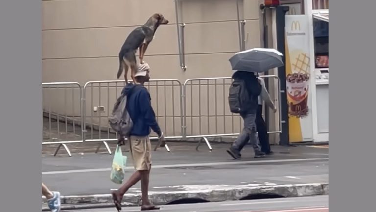Forget Leashes — This Dog Prefers a Full-On Piggyback Ride