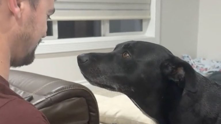 Dog Gives Her Dad the Cutest Stare Down for Attention
