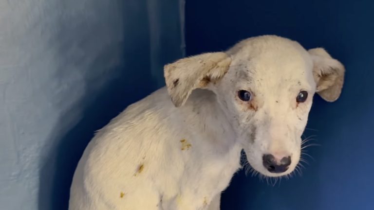 Sick Puppy Left for Dead Makes Miraculous Recovery