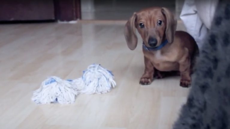Stealthy Dachshund puppy