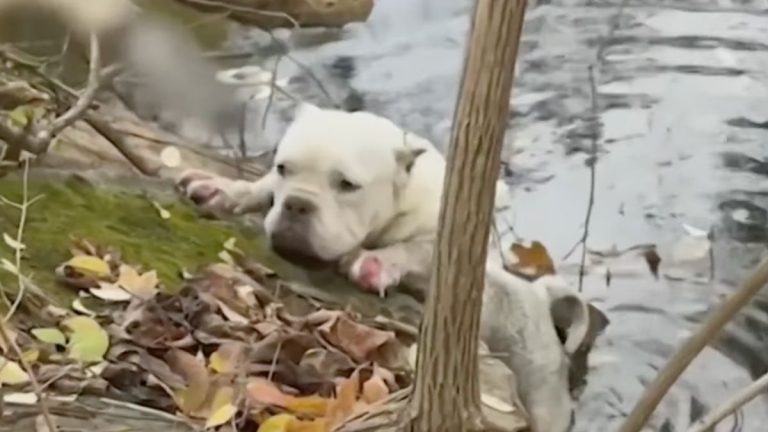 Stray Bulldog Falls Into Frigid Creek After Running Through Traffic — Now Safe and Healing