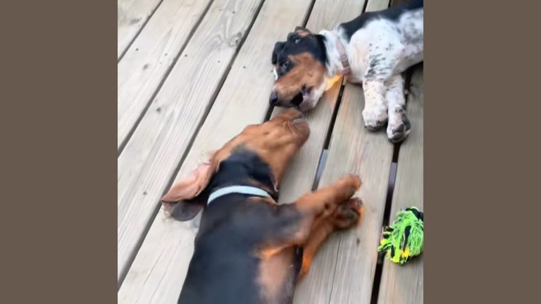 The World’s Laziest Play Fight? These Two Dogs Make It Look Easy
