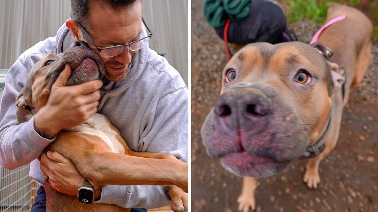 Dog Confined To Cage Given Freedom Thanks To Family’s Decision