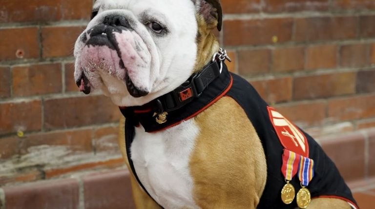 A Day in the Life of Chesty, the Marine Corps’ Beloved Bulldog Mascot