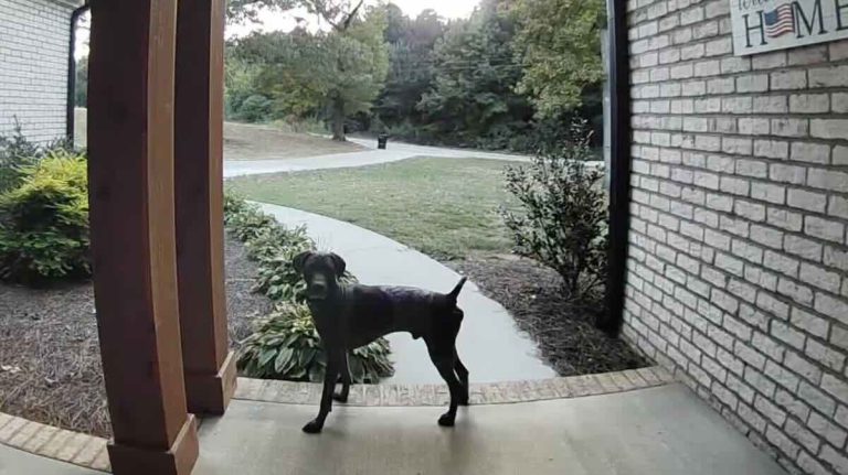Watch This Neighbor’s Dog Ask If His Friend Can Come Out To Play