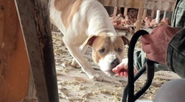 Rescuers Race to Save Shivering Dog from Abandoned House Ahead of Winter Storm