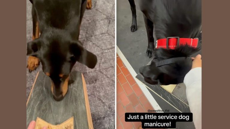 Dog Hates Nail Trims — So Her Mom Found a Clever, Stress-Free Solution