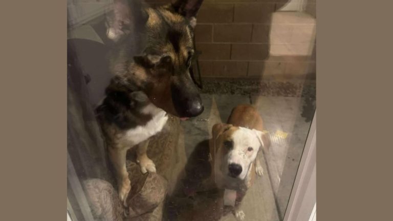 Two Dogs Threatened on Video Are Now Safe Thanks to Community Action