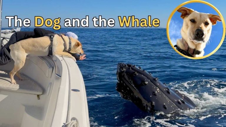 Dog Sees His First Humpback Whales — and They Fall in Love With Him