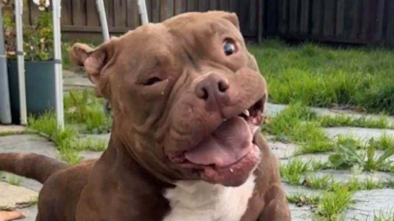 Deaf Shelter Dog Was Completely Shut Down — Until Her ‘Guppy Mode’ Surprised Everyone