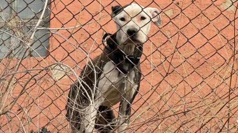 Igloo dog rescue by Stray Rescue of St. Louis