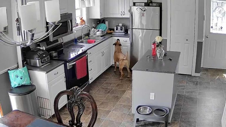 dog steals from fridge