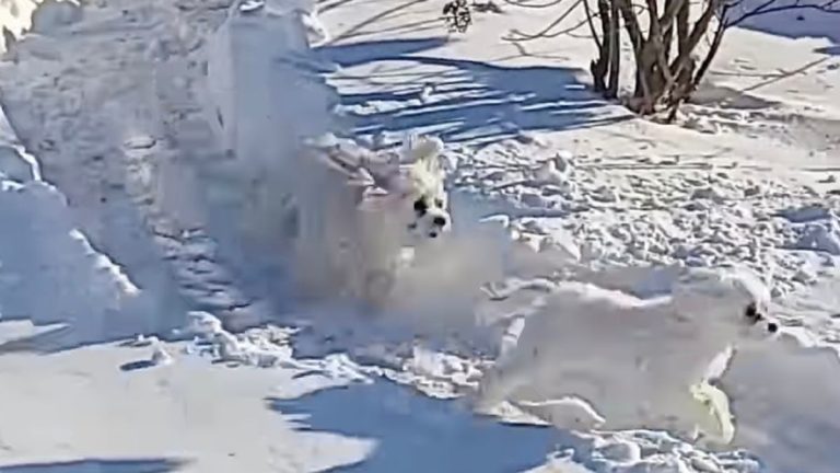 Tiny Dogs Lose It After Dad Digs Them a Snowy Running Track