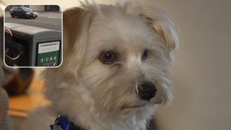 Dog Left to Die in Trash Compactor Is Saved by Police Officer Who Later Adopts Him