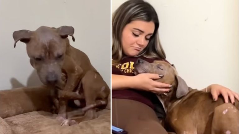 Rescue Dog Was Very Sick but Still Wanted Hugs