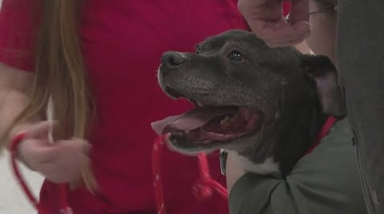 After Nearly a Lifetime in a Shelter, 9-Year-Old Dog Finally Finds His Forever Home