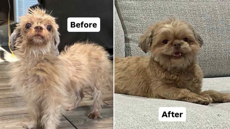 Dog Left by Highway Makes Amazing Recovery From Unthinkable Neglect