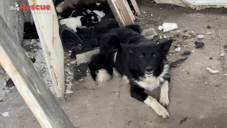 Abandoned Mama Dog Trusts Rescuer and Leads Him to Her Babies