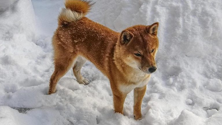 Shiba Inu in snow