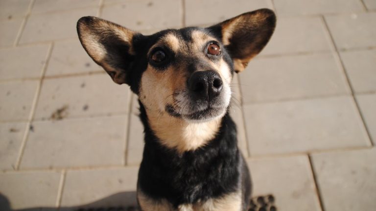 Study Finds Some Dogs Can Learn New Words Just by Eavesdropping On You