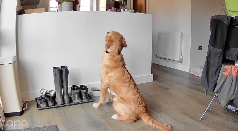 dog waits for permission to eat