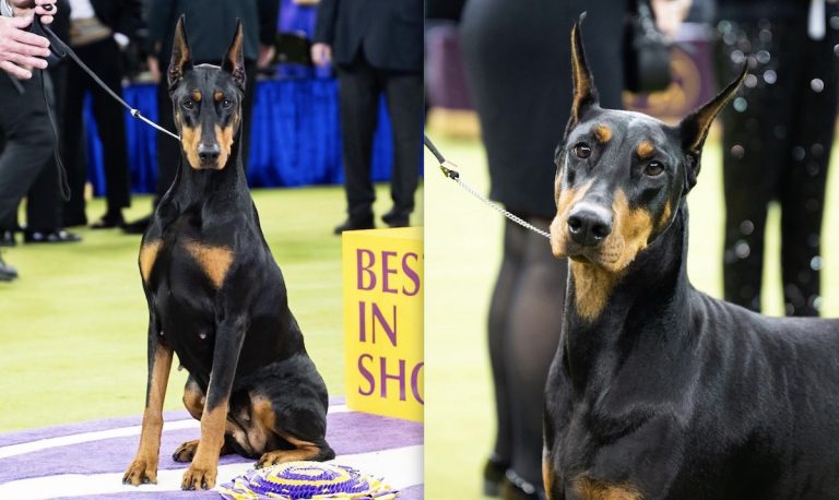 Penny, best in show at Westminster Kennel Club Dog Show