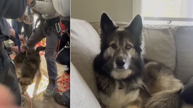 Blue rescued from well under house