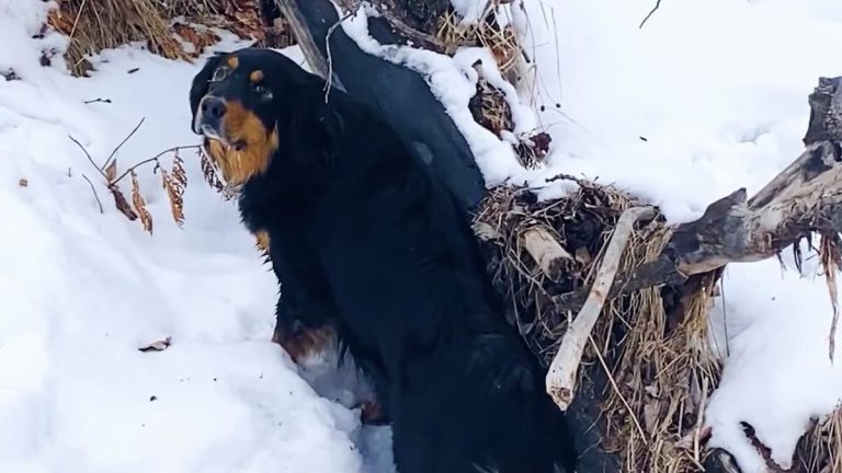 Bernese Mountain Dog Becomes a Hero After Finding a Freezing Lost Dog
