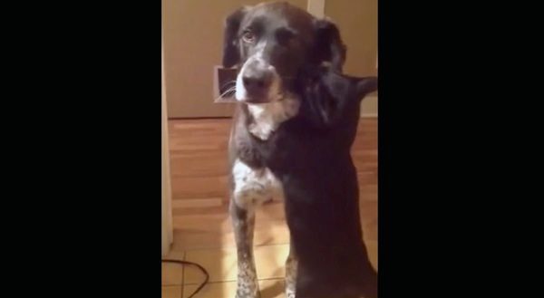 Cat Can’t Stop Hugging Dog After 10 Days Apart