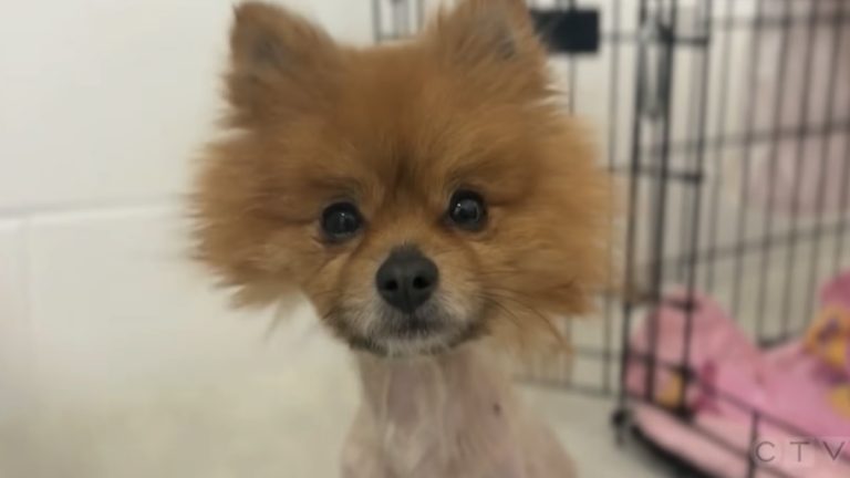 Coco the Pomeranian abandoned