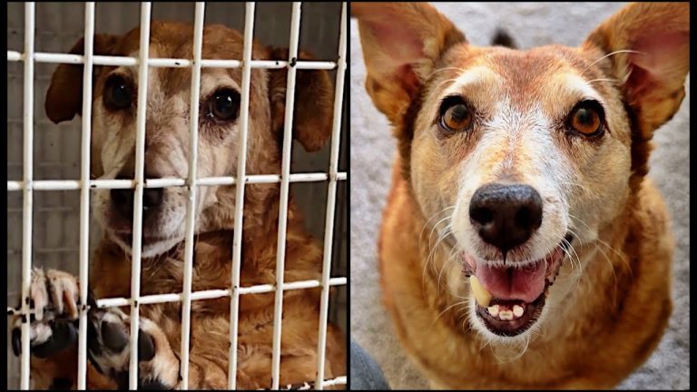 Daisy the dog rescued by Sidewalk Specials